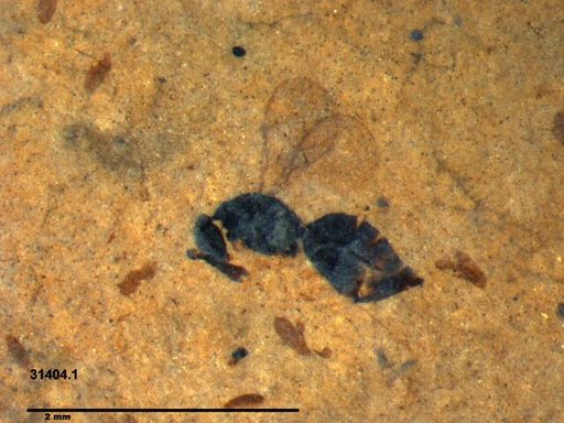 Genus sp