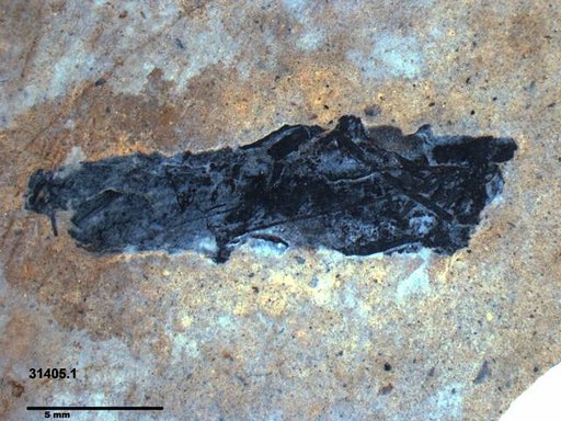 Genus sp
