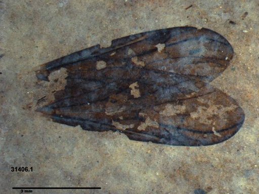Genus sp