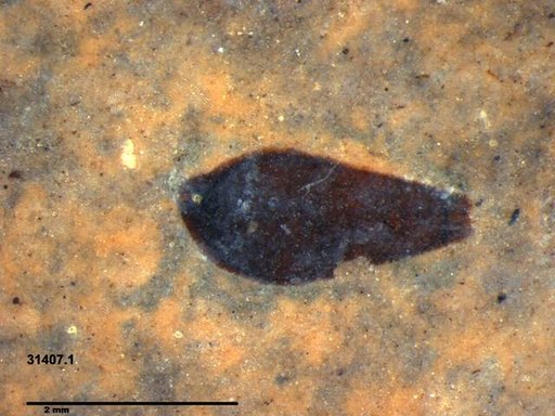 Tracheophyta