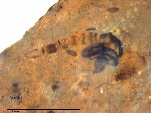 Chaoboridae