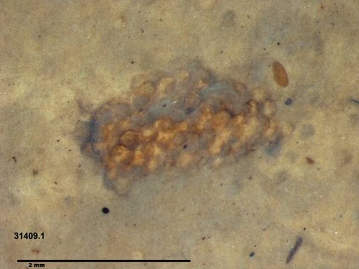 Genus sp