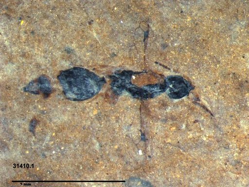 Genus sp