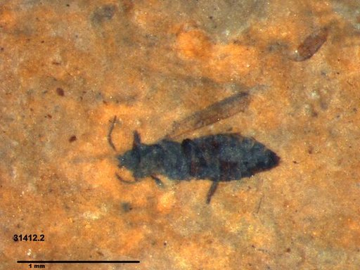 Genus sp