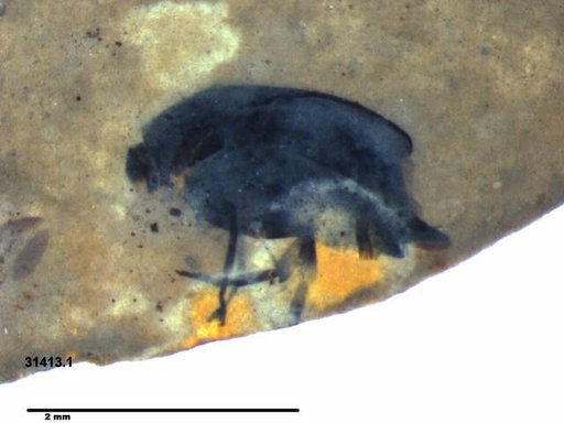 Mordellidae