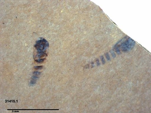 Genus sp