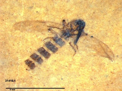 Diptera