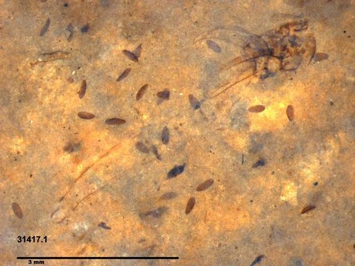 Genus sp