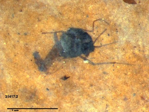 Diptera