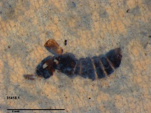 Genus sp