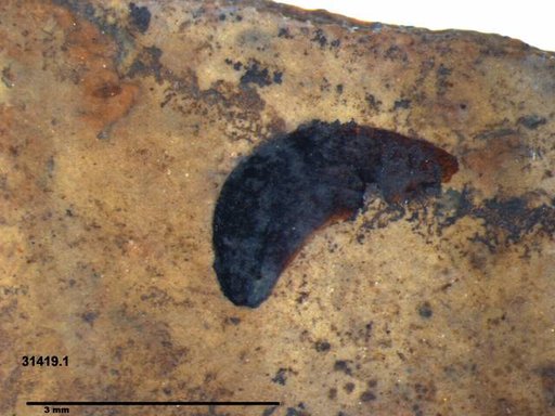 Tracheophyta
