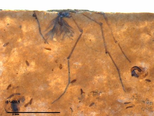 Diptera