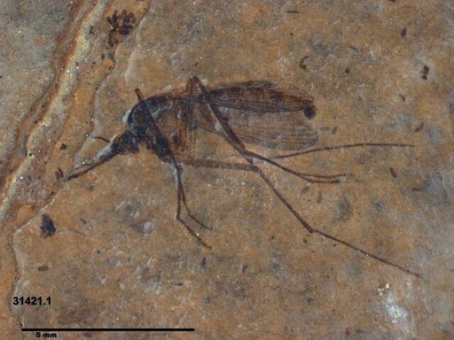 Genus sp