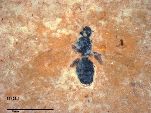 Formicidae