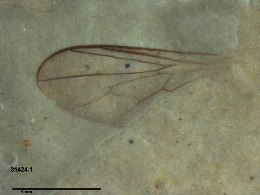 Diptera