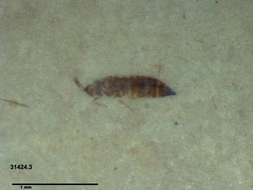 Genus sp