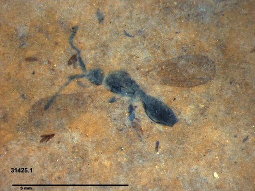 Diapriidae