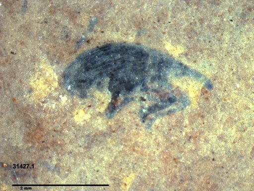 Genus sp