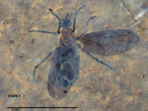 Genus sp