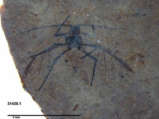 Aphididae