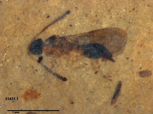 Diapriidae