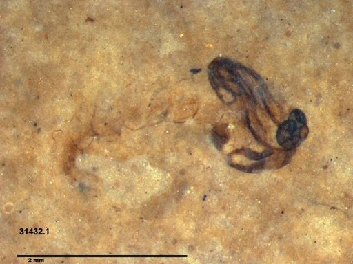 Diptera