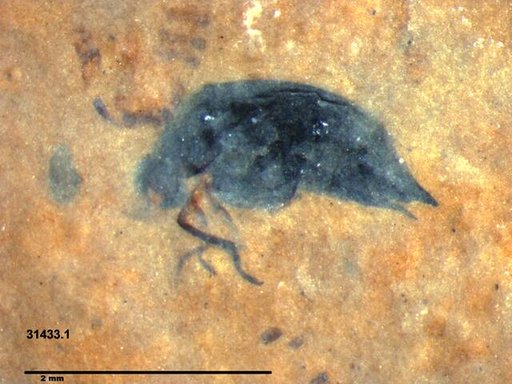 Mordellidae