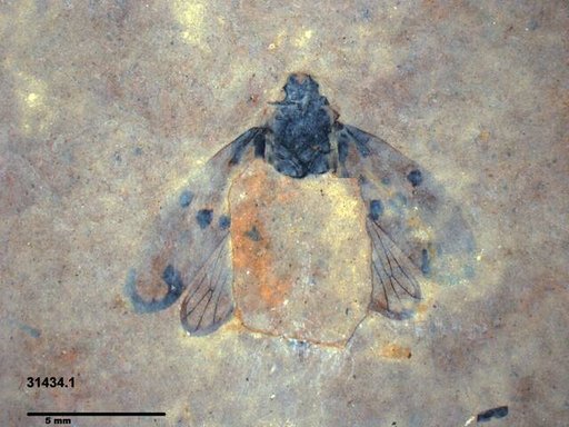 Genus sp