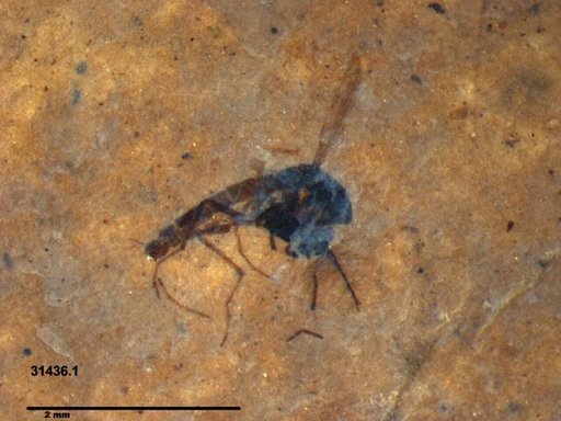 Diptera