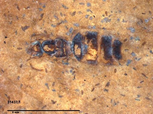 Formicidae