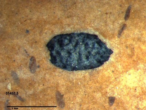 Tracheophyta