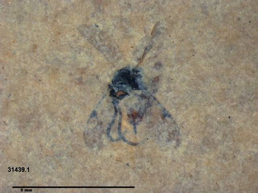 Ichneumonidae