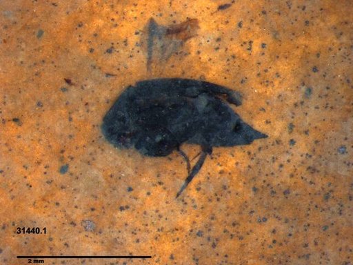 Mordellidae