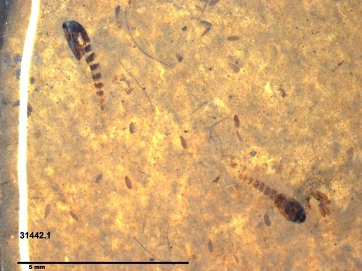 Genus sp