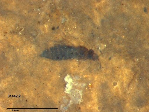 Genus sp
