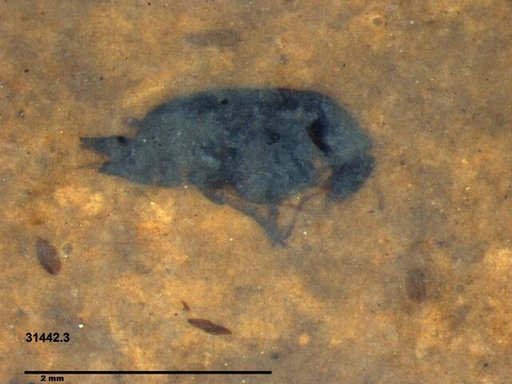 Mordellidae