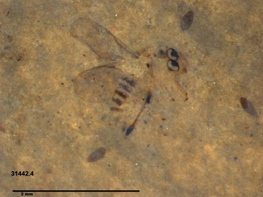 Genus sp