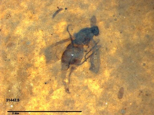 Diptera