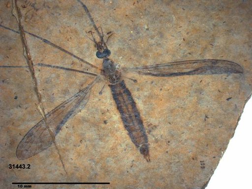 Genus sp