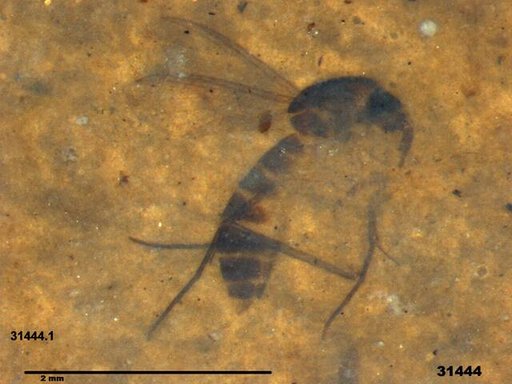 Mycetophilidae