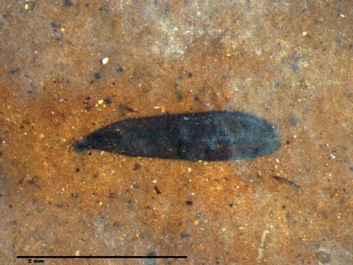Tracheophyta