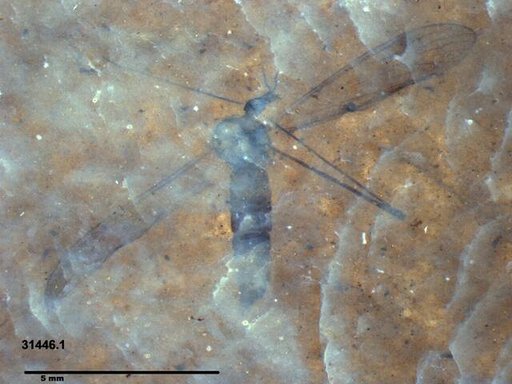 Genus sp