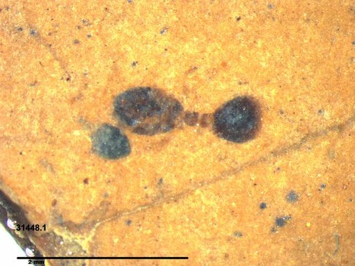Formicidae