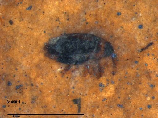Genus sp