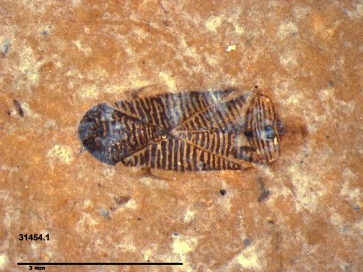 Corixidae