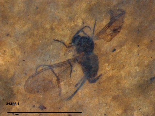 Sciaridae