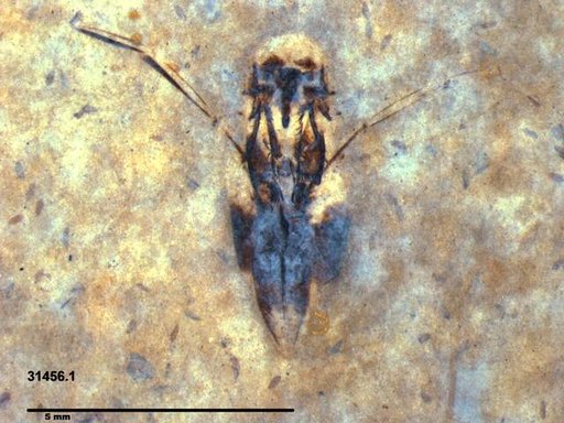 Notonectidae