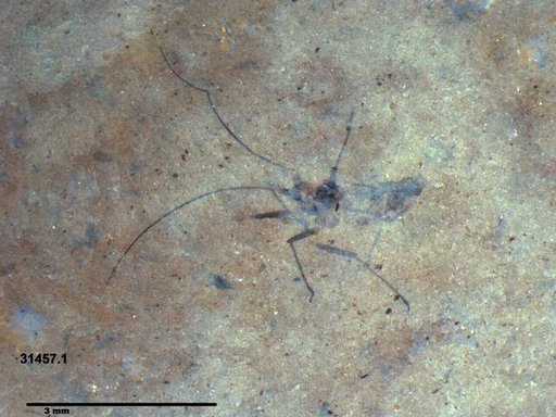 Aphididae