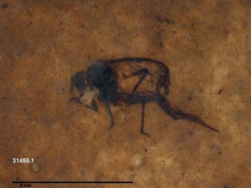Aphididae