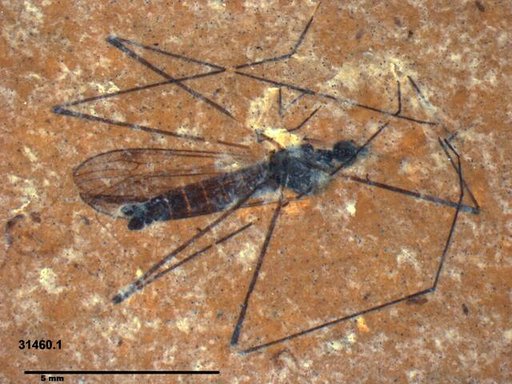 Diptera